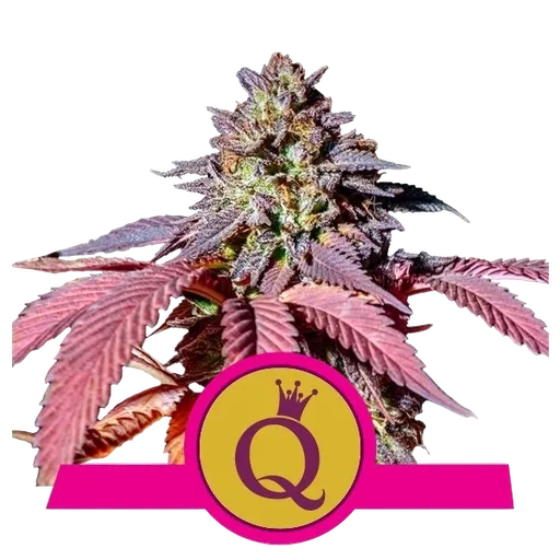Purple Queen